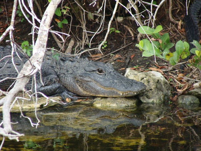 American alligator at Big Cypress National Preserve American alligator rests his head on rock near the water edge