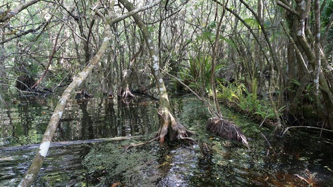 Vegetation around Deep Lake, Big Cypress National Preserve Cypress trees and other vegetation standing in water