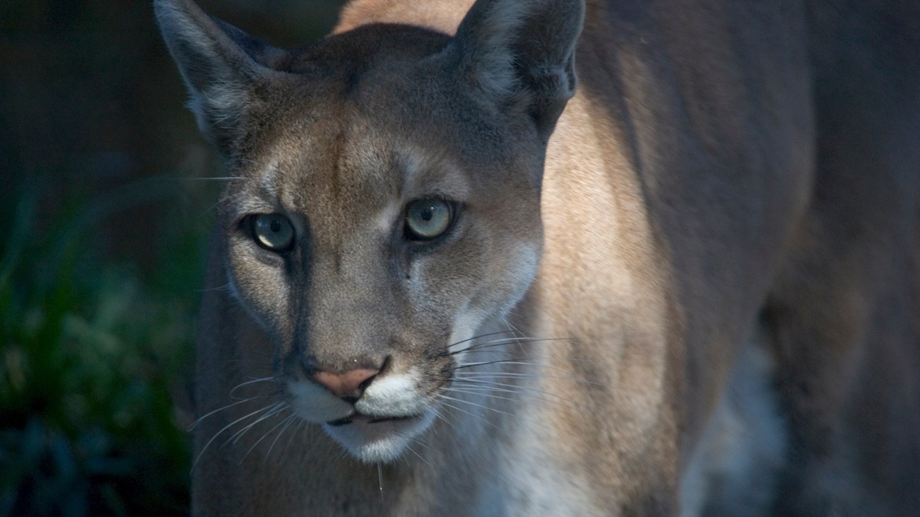 Puma concolor A light brown Florida panther with green eyes and pink nose