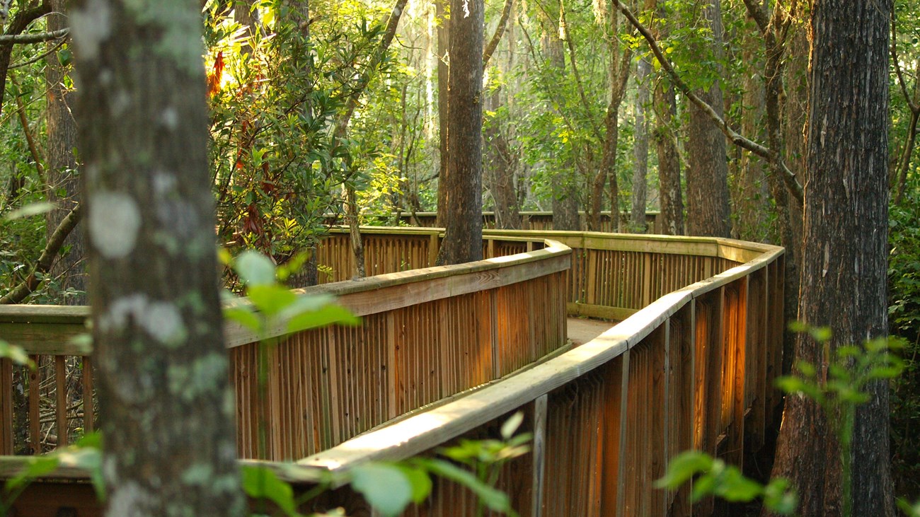 boardwalk looking forward on a wooden boardwalk that meanders through a green forest.