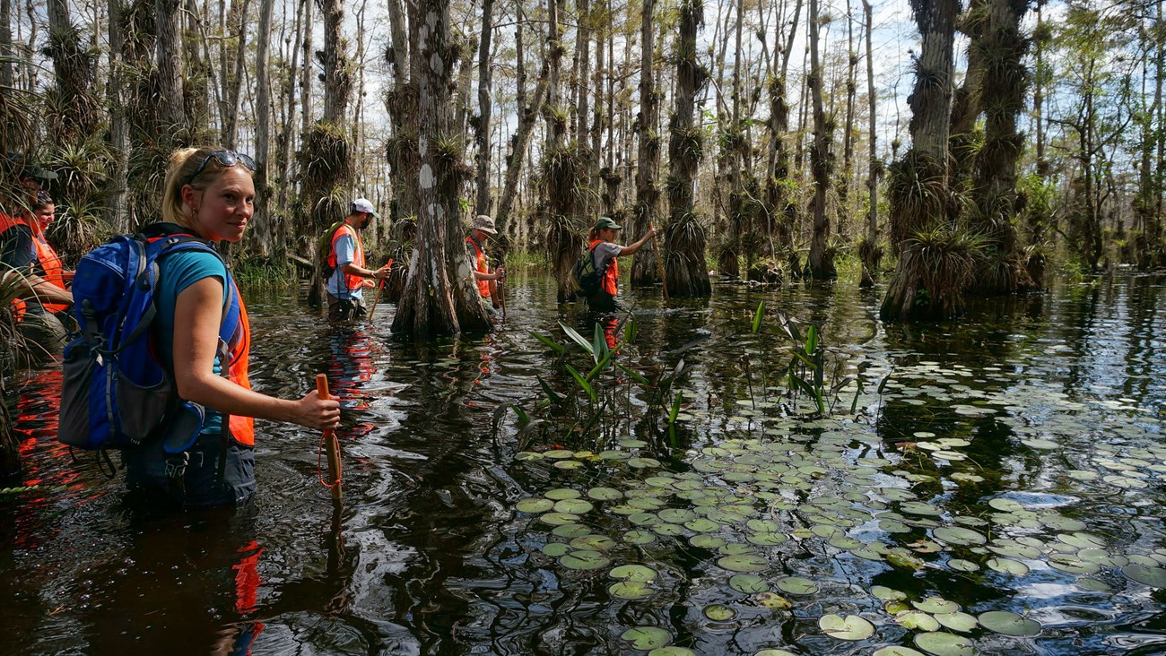 wet walk a group of hikers and a park ranger wade through waist high water in a cypress swamp with jungle-like plants.