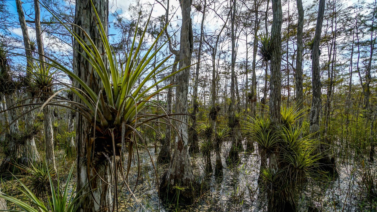 airplants dozens of airplants with long thin leaves resembling those of a pineapple growing on cypress trees in a swamp