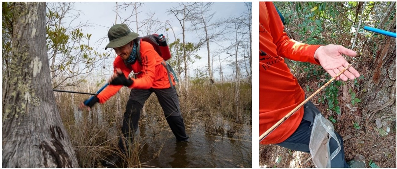 On left, a person, standing in water less than knee-deep twists an increment borer into the trunk of a tree. The borer is in the shape of a “T”. On right, the same person holds a long, thin wood sample that has been collected using an increment borer.