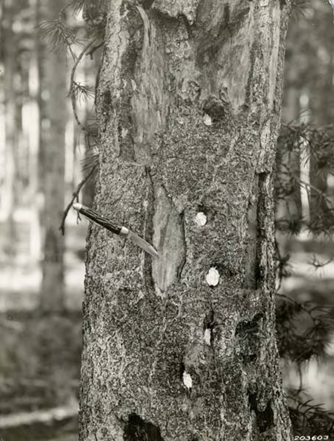 Bullet holes in a tree Bullet holes in a tree