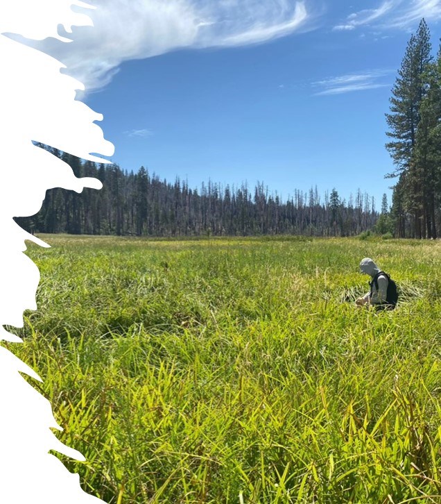 Seed collection in Yosemite National Park a person stands in a field of tall grass