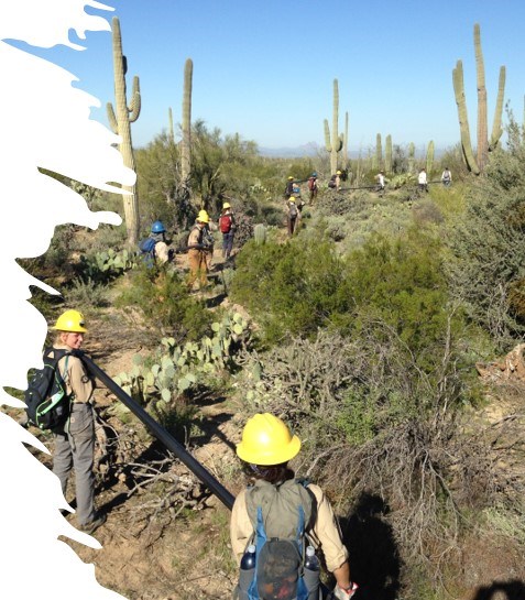 a trail crew wears hard hats and works among towering saguaros