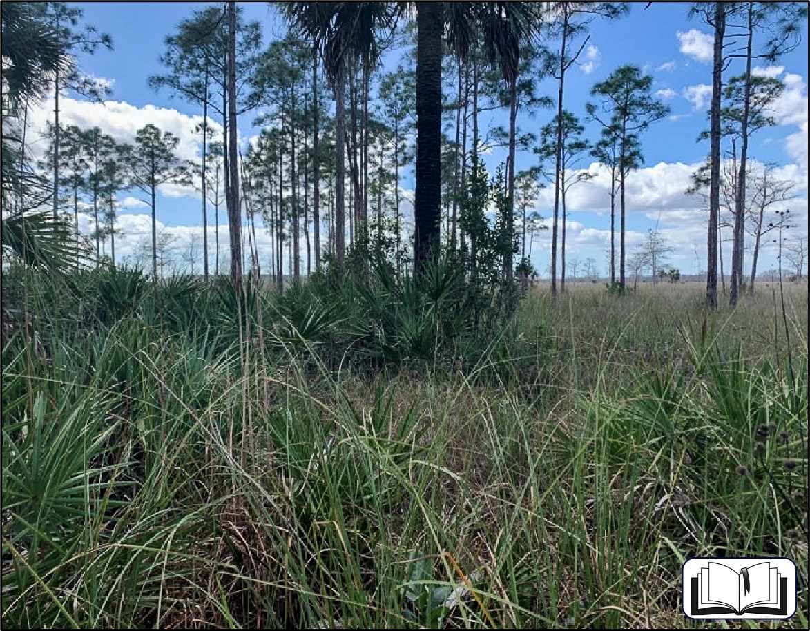 Landscape with low-growing grasses and saw palmettos, and tall pine trees, in the foreground, and more open habitat under a blue sky in the background.