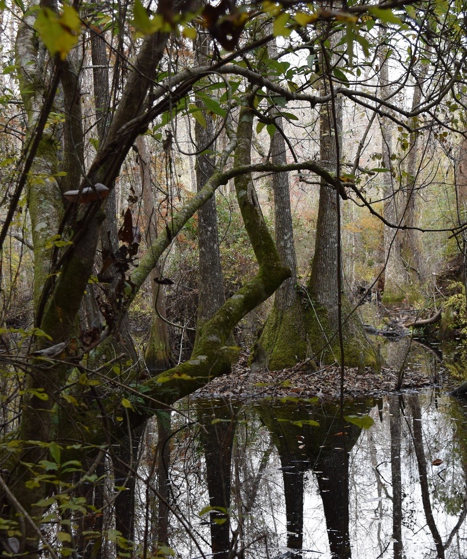 Big Thicket Biosphere Reserve bayou surrounded by tall trees