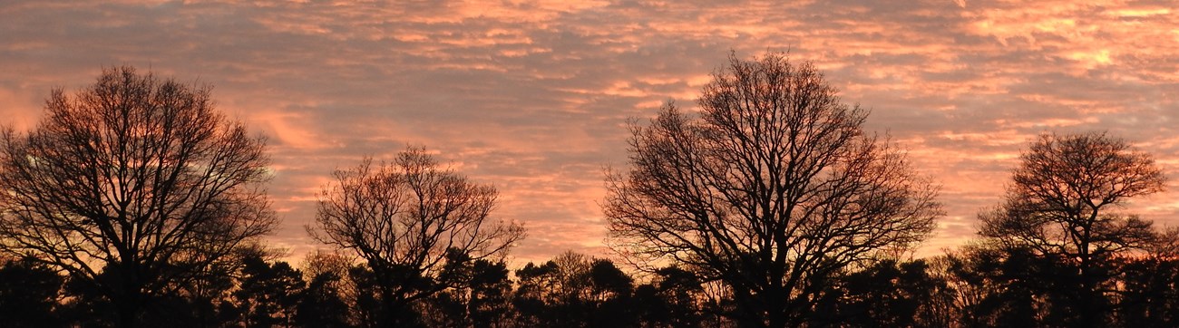 Trees silhouetted by a sunset. Trees silhouetted by a sunset.
