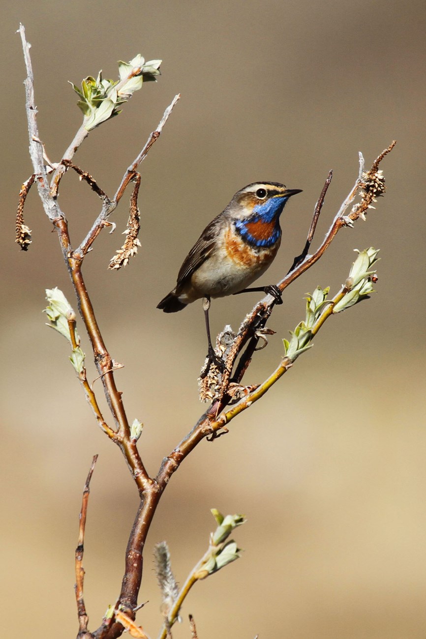 A Bluethroat perched in a shrub. His blue throat for which he is named shimmers in the golden Arctic light.