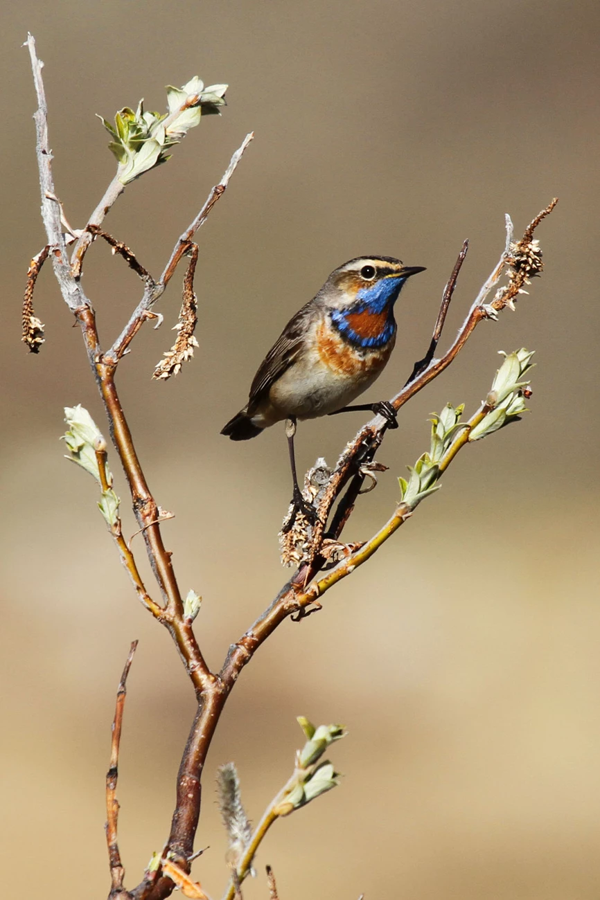 Bluethroat A Bluethroat perched in a shrub. His blue throat for which he is named shimmers in the golden Arctic light.