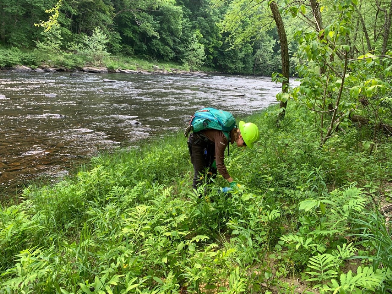 A person in green hardhat bends over to treat plants along the banks of a river