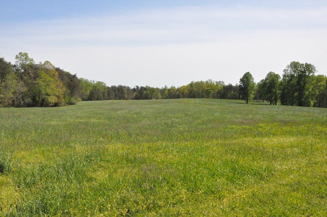 Large field of tall grasses with the tree line in the distance