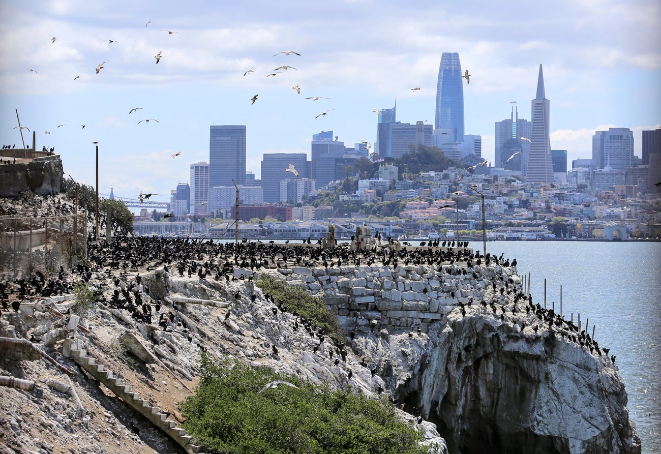 Section of Alcatraz Island covered in hundred of sleek black birds, with gulls flying overhead and the San Francisco skyline in the distance.