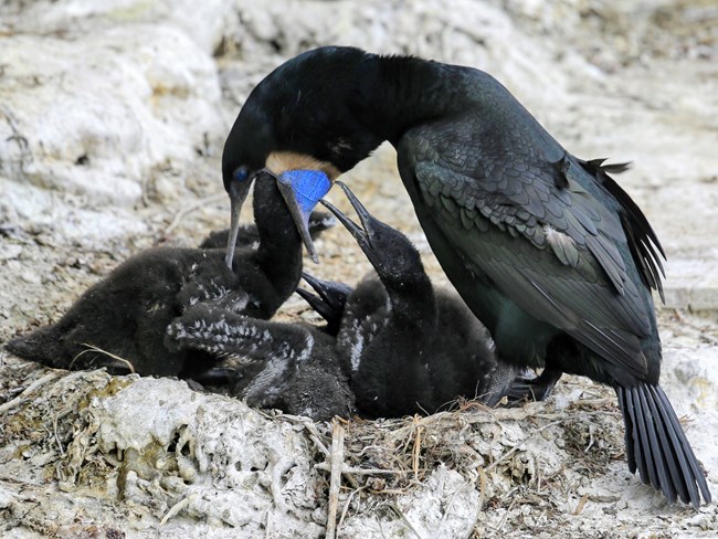 Sleek black bird with blue eyes and throat patch opens its mouth wide as one of its three chicks sticks its head in to feed.