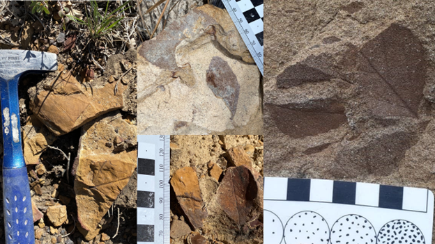 three images of fossil leaves