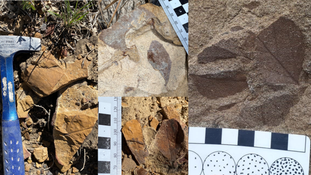 BRCA FIG 1. three images of fossil leaves
