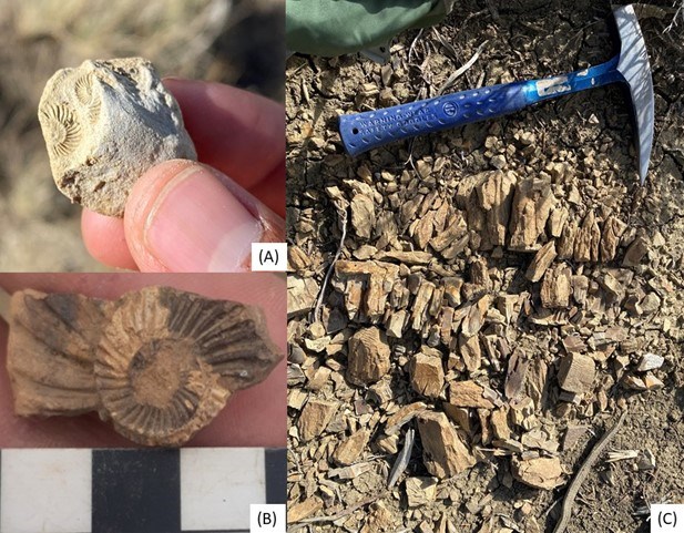 three images of fossil marine shells