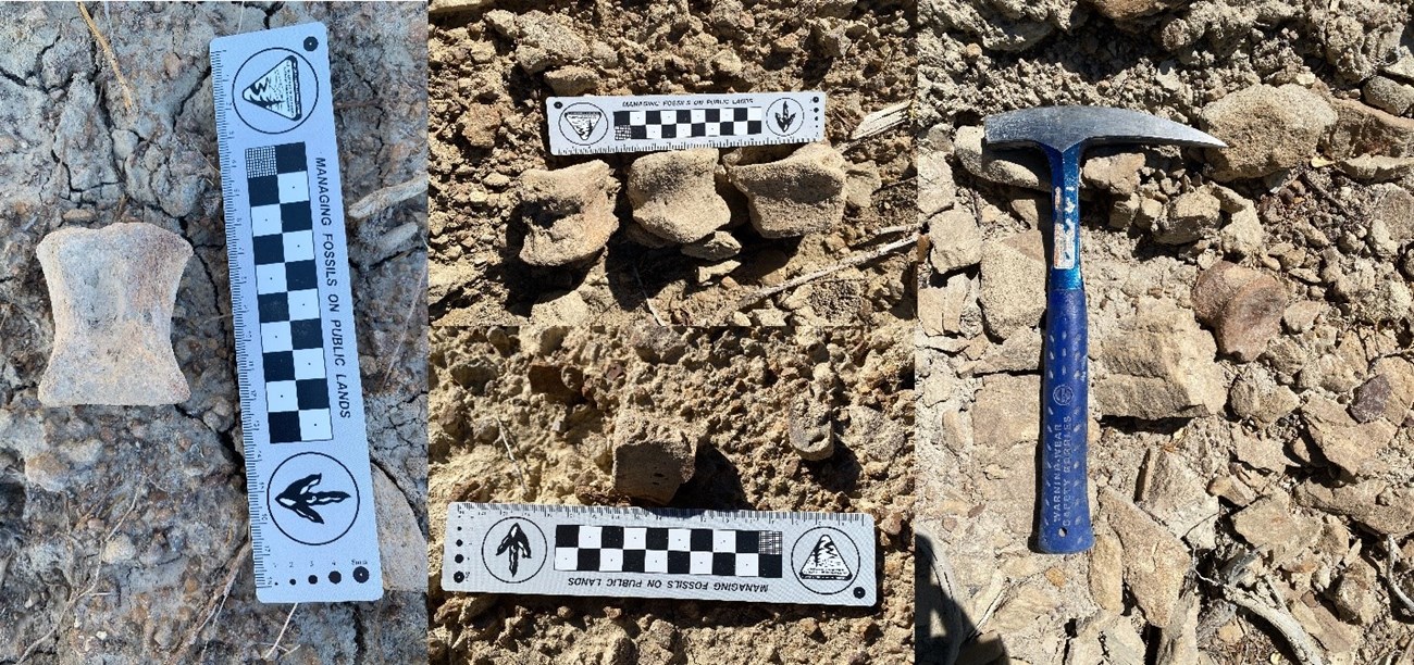 three images of fossil dinosaur tail bones