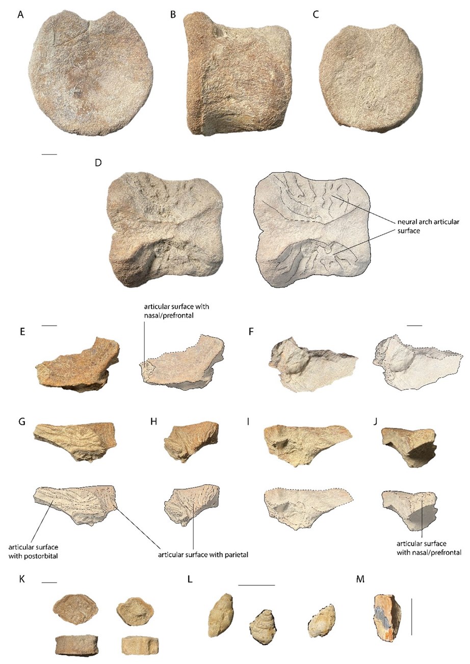 Closeups of important fossils from a juvenile hadrosaur