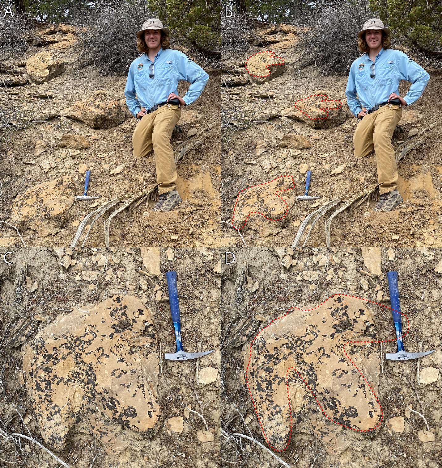 BRCA FIG 5 two images of a person standing on a slope with fossil dinosaur tracks