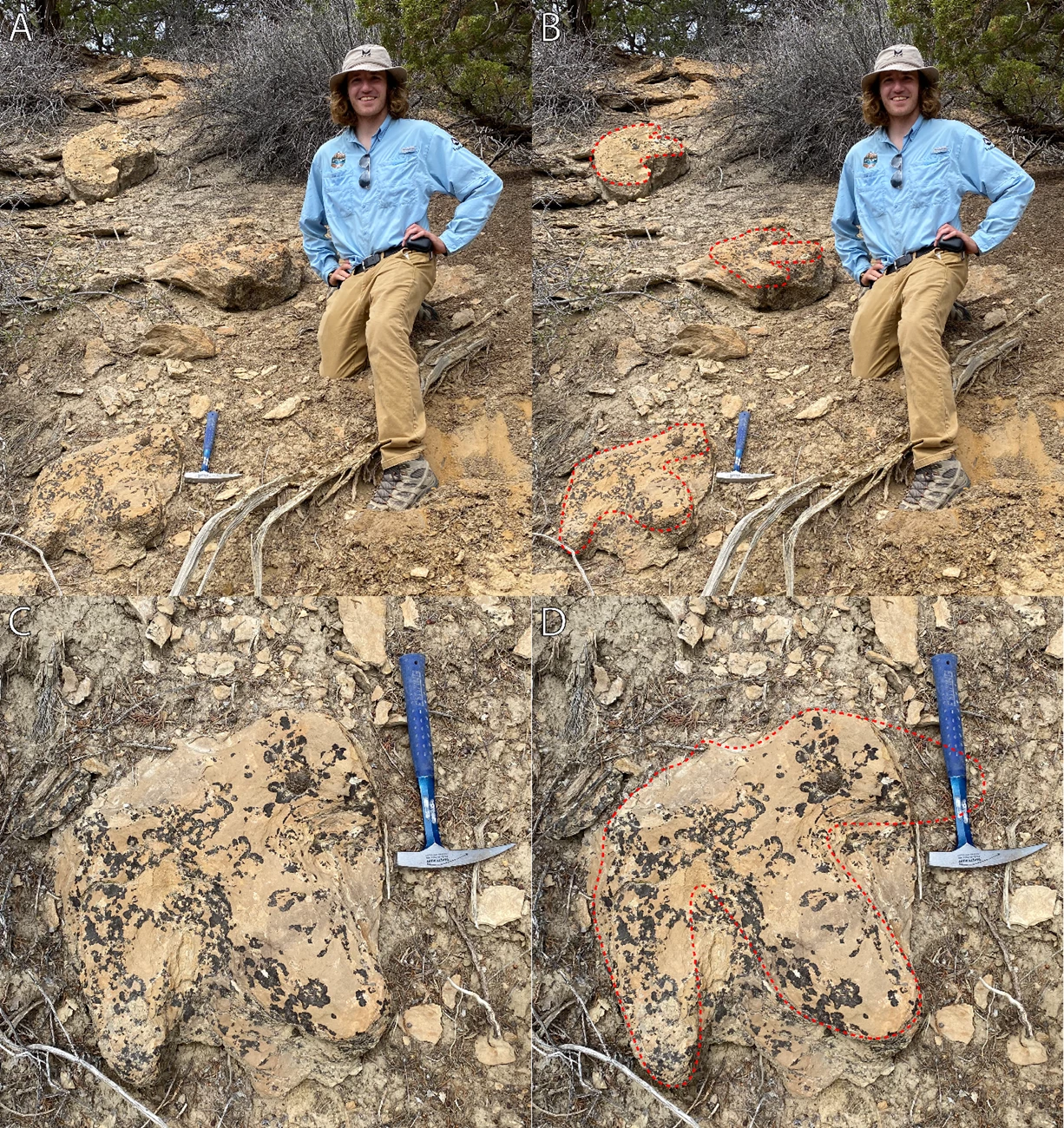 BRCA FIG 5 two images of a person standing on a slope with fossil dinosaur tracks
