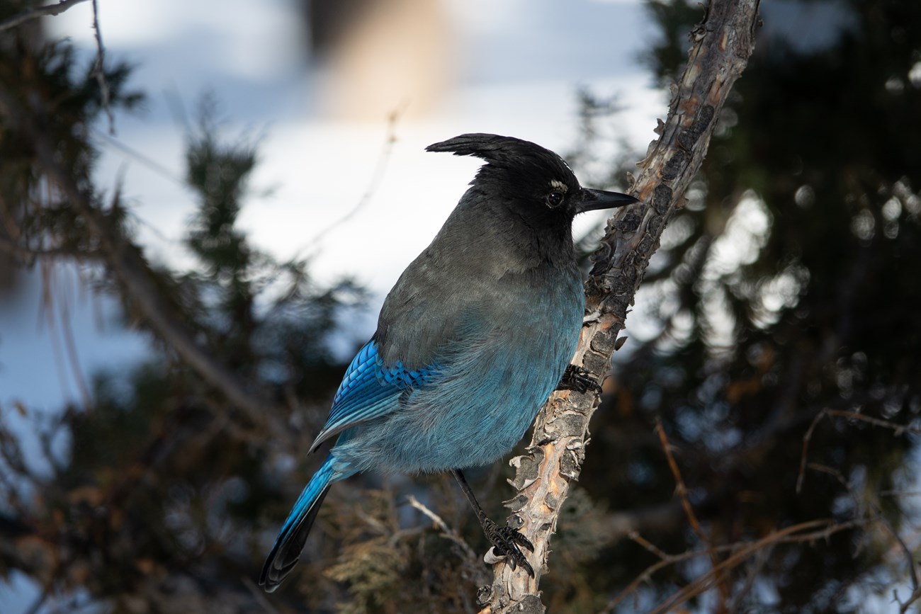 Stellar's Jay in snow a blue stellars jay