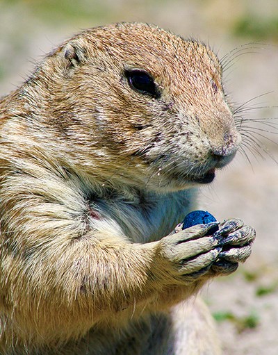 Close-up portrait of a prairie dog holding a round blue pellet in its front paws.