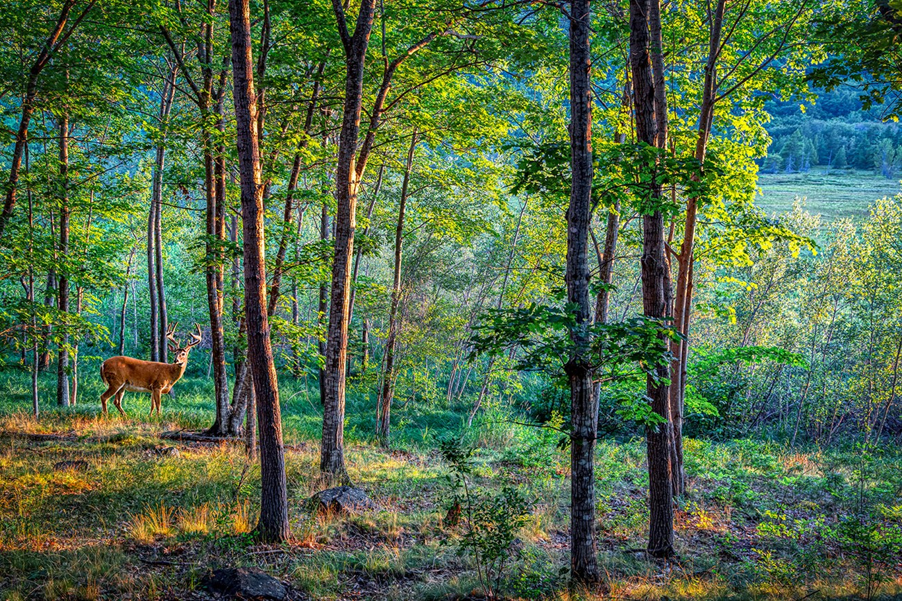 White tail deer with full antlers stands in wooded area with open meadow in distance