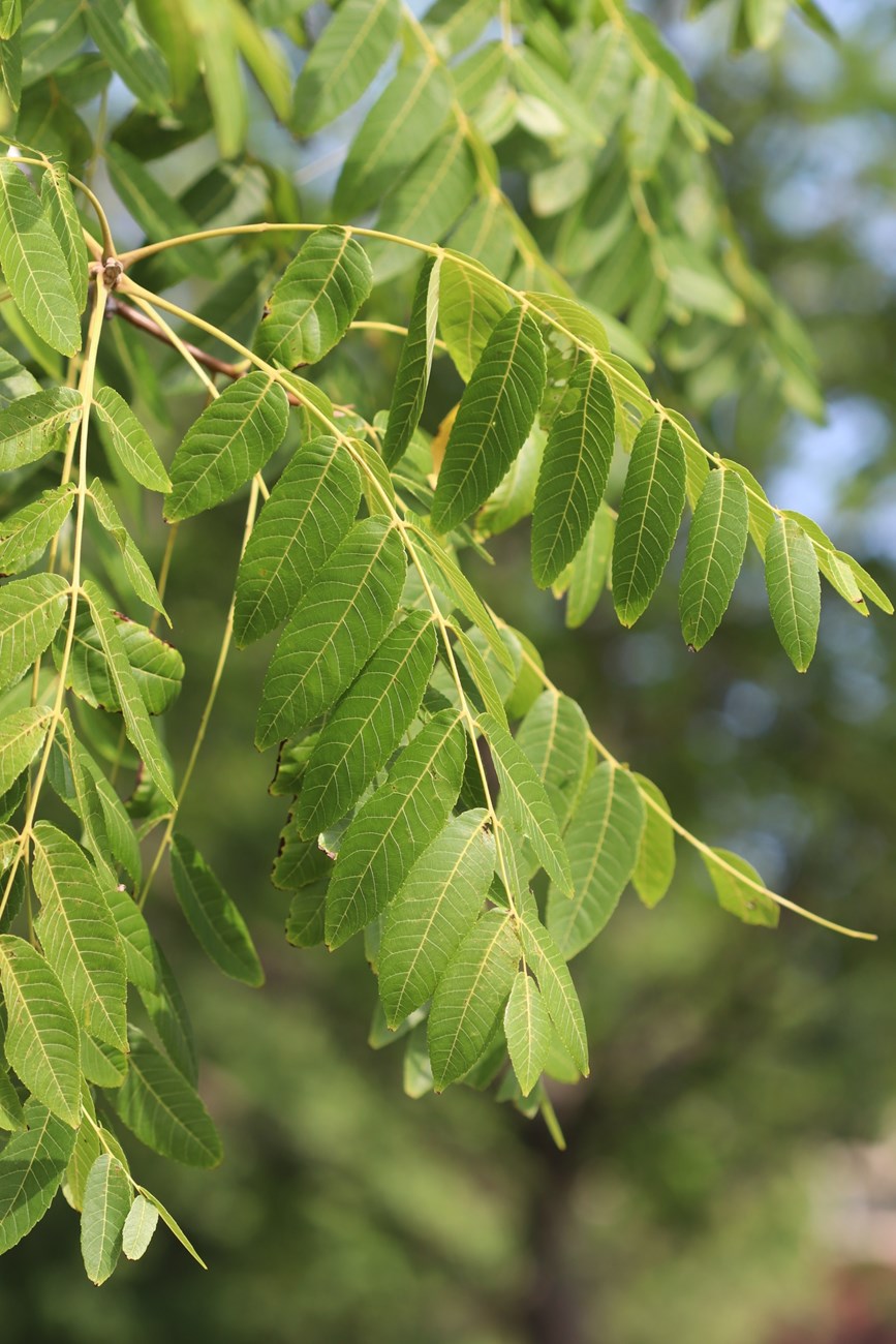 branches with leaves hanging