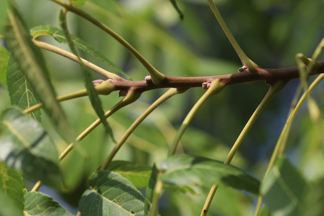 thin branches