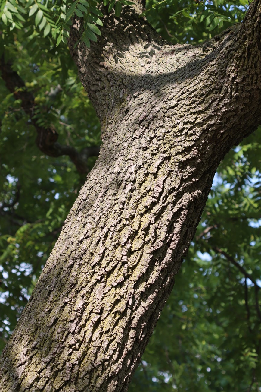 bark of a tree