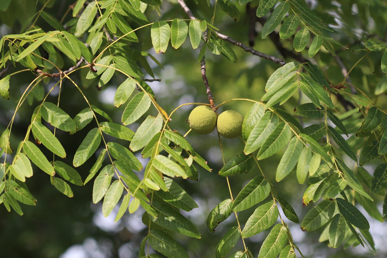 green leaves draped from branches with two green fruits.