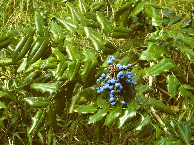 Bright green, shiny leaves of tall Oregon grape with wavy edges and shiny tips. A cluster of round blue-black berries is also shown.