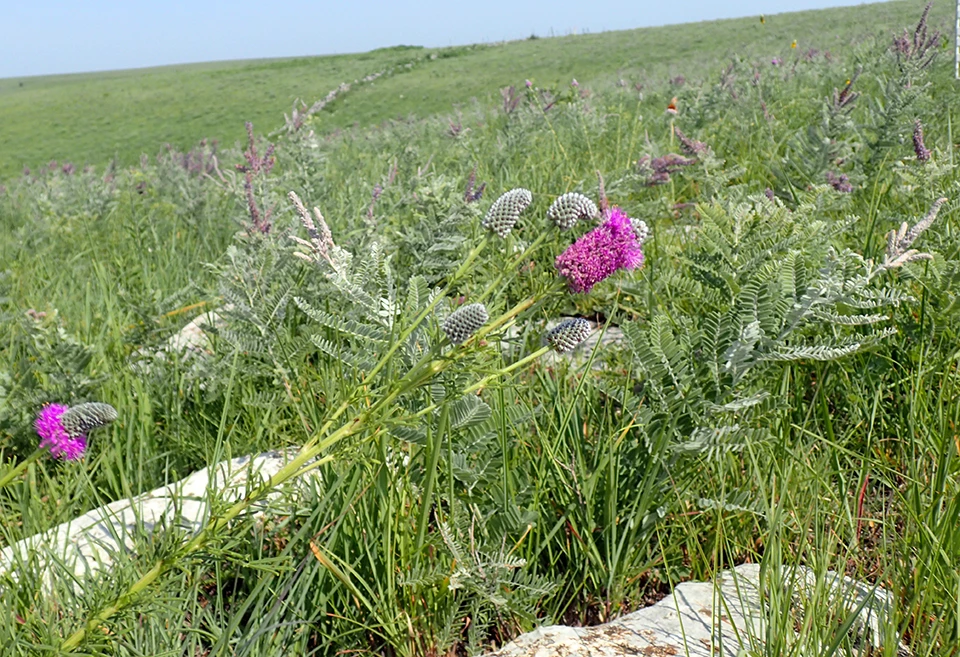 Tallgrass prairie pinkish purple flowers in a sea of green prairie plants with a couple of white rocks in the foreground.
