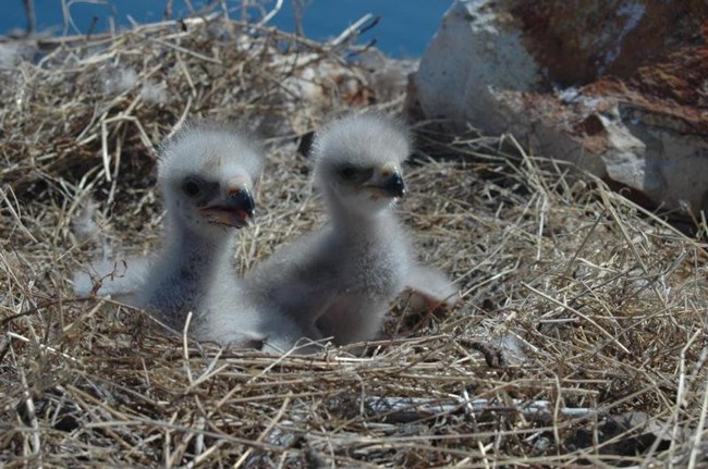 Bald Eagle chicks_nonfed_web Two bald eagle chicks on a nest
