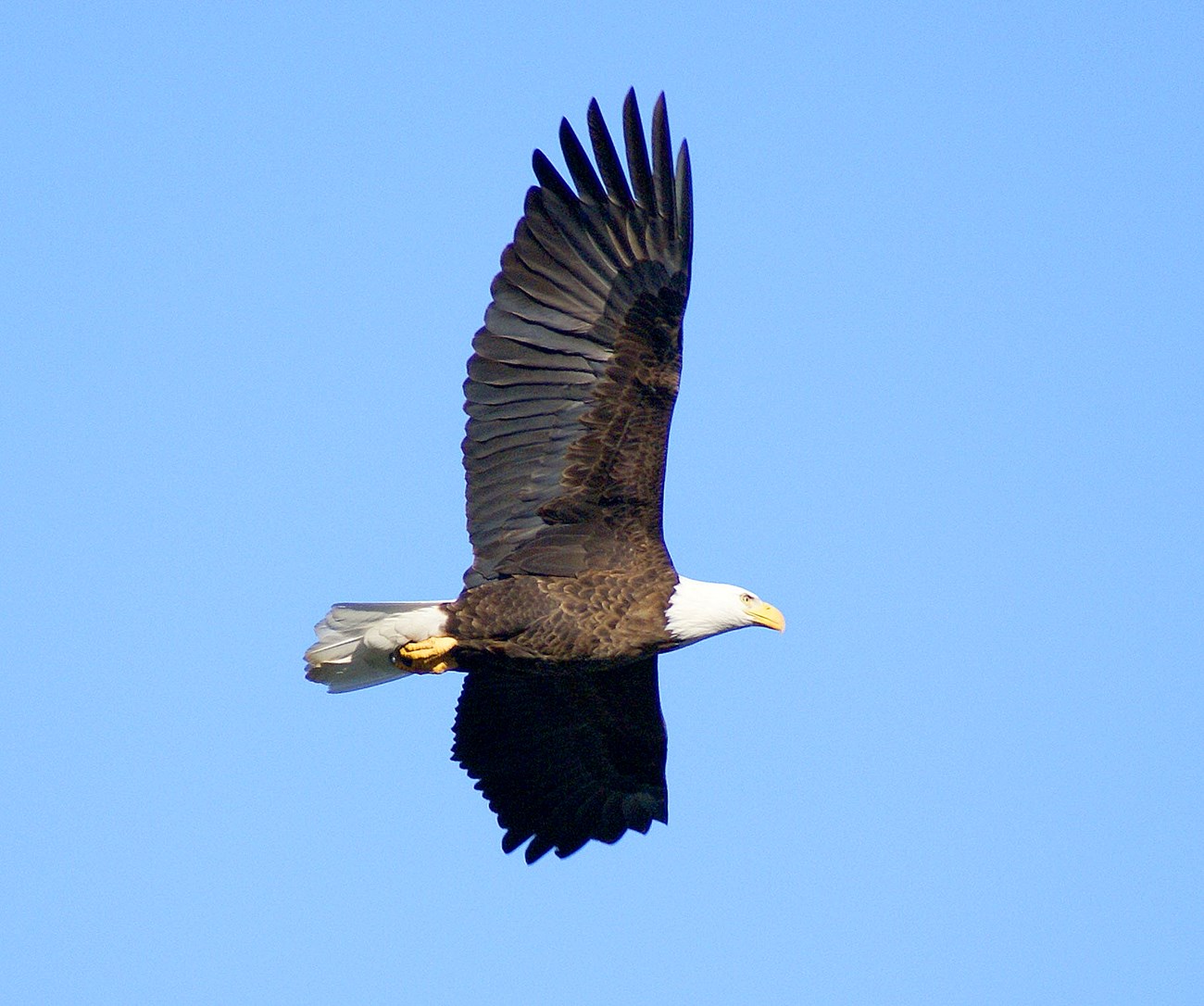 Bald eagle in flight