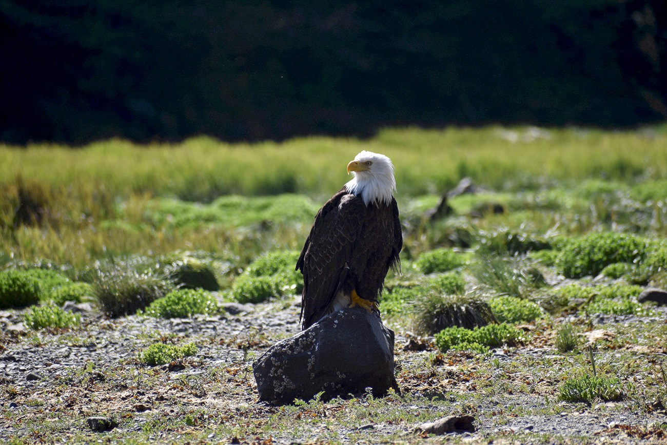Bald eagle in meadow at Sitka National Historical Park