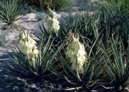 A banana yucca plant growing from the desert floor.