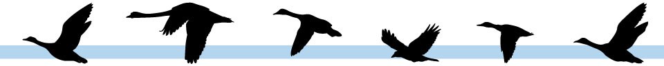 Silhouettes of several birds flying across a white and blue band.