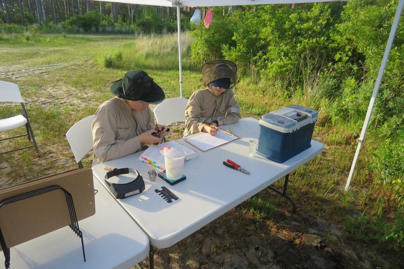 Banding Station Technicians processing a bird at the banding station.