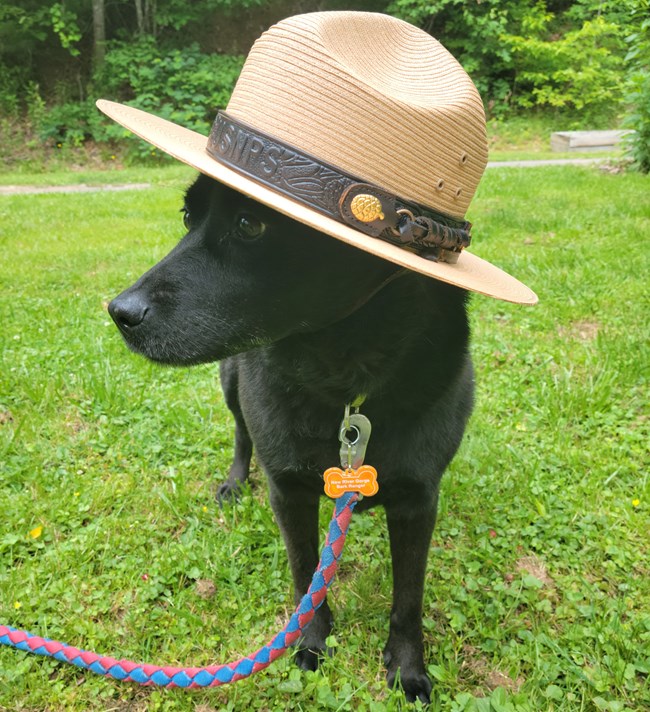 A B.A.R.K. Ranger A black dog wearing a park ranger hat with a bark ranger tag on its collar.