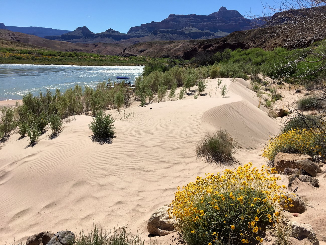 Sand dunes covered with plants, some with blooming yellow flowers. A blue river and red bluffs are seen on the far shore.