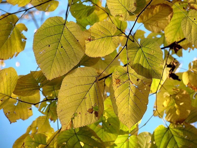 yellowish-green triangular leaves with spine a dark green