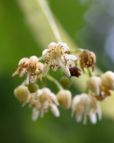 American Basswood — Gathering Growth