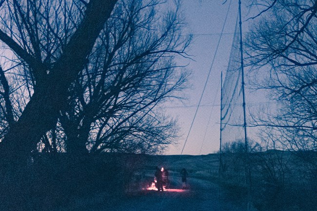Bat Survey net AGFO Dark shadows of humans are lit by flashlight in front of a large horizontal net. The net stretches floor to above the tree line between 2 metal poles several yards apart.