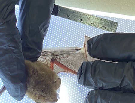 Bat wing exam. Small brown bat has its wing measured and stretched over a light table, revealing a scar on its lower edge.