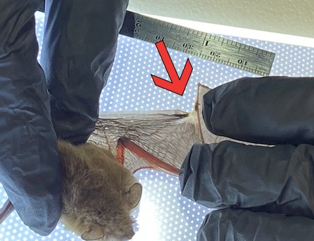 Bat Wing Exam Examining a bat wing with an obvious tear in it.