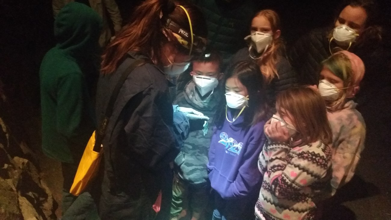 Gloved and masked bat researcher shows a live bat to youngsters wearing masks at night.