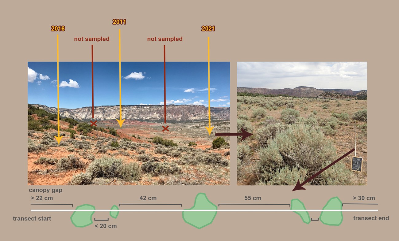 Vegetation monitoring at Dinosaur National Monument, showing missing data. Two side by side landscape photos above a diagram of a transect line through desert vegetation.